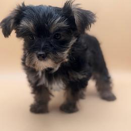 Rocky - Black and tan male Yorkshire Terrier puppy in Georgia/Florida, Florida from Fiesta Pups