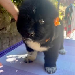 Girl 5 - Black female Newfoundland puppy in Marysville, Washington from Black Lions Newfoundlands