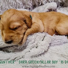 Goldendoodle Puppies from Big Top Doodles