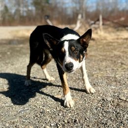 Hazard - Border Collie