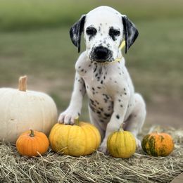 Yellow Collar LUA Male - White and black male Dalmatian puppy in Hawkins, Texas from Snow Dalmatians