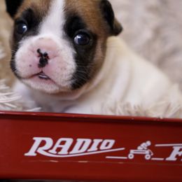 English Bulldog and French Bulldog Puppies from ClayBulldogs
