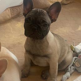 Rumi - Fawn female French Bulldog puppy in Sidney Center, New York from iFrenchi