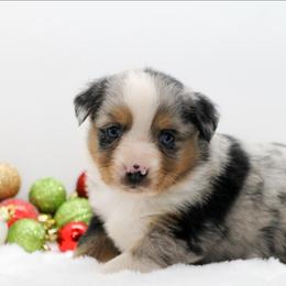 Female 1 - Blue merle female Miniature American Shepherd puppy in Childress, Texas from Taylor Farms