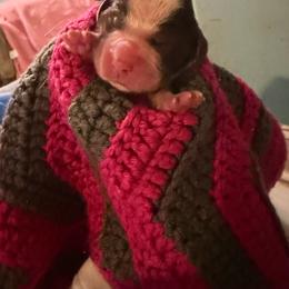 Ella Langley - Liver and white female English Springer Spaniel puppy in Cookeville, Tennessee from Krossroads Kennel