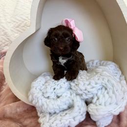 Brownie - Chocolate female Havapoo puppy in Pleasant Grove, Utah from Snuggle Buddies