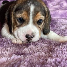 Beagle Puppies from Knockhill Beagles