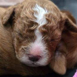 Boy 5 - Red male Cavapoo puppy in Knoxville, Tennessee from Shannan's Cavapoos