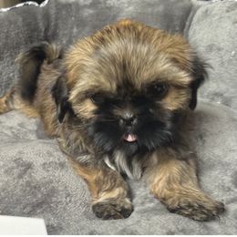 Shih Tzus from Wendy's Shih Tzus