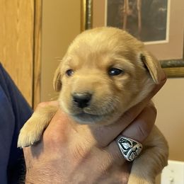 Labrador Retriever Puppies from Farmers Creek Kennels