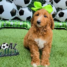 Apple's Lime Girl - Red  female Goldendoodle puppy in Kountze, Texas from Texas Doodles LLC