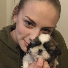 Shih Tzu Puppies from Willow Lane Shih Tzus