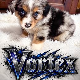 Vortex - Blue merle male Miniature Australian Shepherd puppy in Lubbock, Texas from Baby Storm Kennels