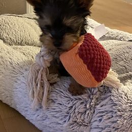Yorkshire Terrier Puppies from Yorkie CuteNess!