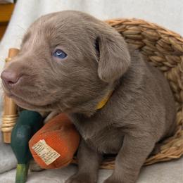 Addi - Silver female Dilute Retriever puppy in Grants Pass, Oregon from KnR Antler Dogs