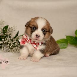 Knight of the Nap table (3-way clear, possible fluffy carrier) - White and red male Pembroke Welsh Corgi puppy in Keene, Texas from Texas Fluff Butts and Friends