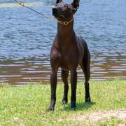 Xoloitzcuintli All Grown Up from Rozma Xolos