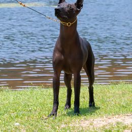 Xoloitzcuintli All Grown Up from Rozma Xolos