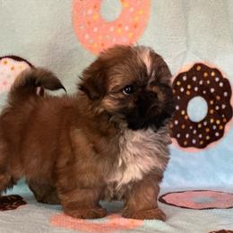 Mario - Gold and white male Shih Tzu puppy in Central, California from Ling Ling’s Shih Tzu