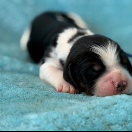 Blue boy - Black white and tan male English Springer Spaniel puppy in Grandview, Texas from Lollipop Paws