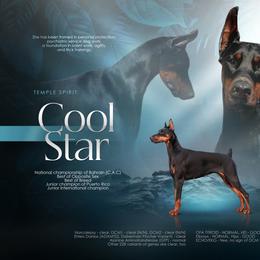 Medusa - Doberman Pinscher