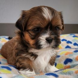Jett - Red and white Shih Tzu puppy in Wolcottville, Indiana from Ducky's Doodles