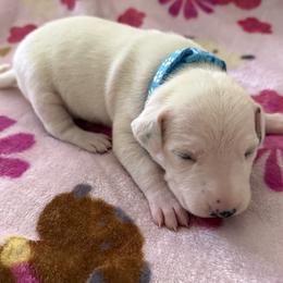 Bluey - White and black male Dalmatian puppy in Hastings, Florida from Love My Spotty Dalmatians