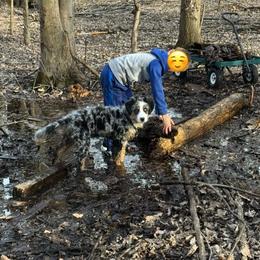 Australian Shepherd All Grown Up from Muckalee Lane Aussies