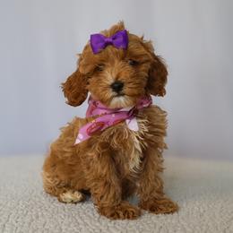 Nova - Red female Cavapoo puppy in Apopka, Florida from Rae Precious Puppies