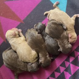 Cockapoo puppies from Windy Pines Farm