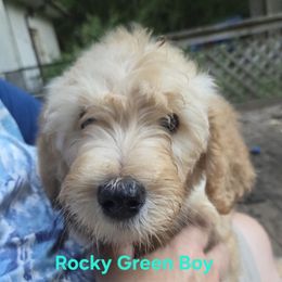 Rocky - Brown male Double Doodle puppy in Kalamazoo, Michigan from Doodles of Sherwood Forest