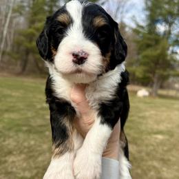 Tiernan - Tri-color male Bernedoodle puppy in Midland, Michigan from Northern Charm Farm