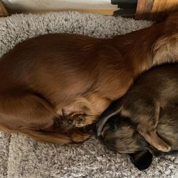 Dachshunds from Small Town Doxies