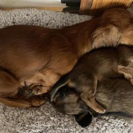 Dachshunds from Small Town Doxies