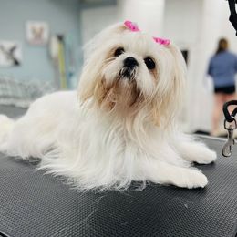 Chloe - Shih Tzu