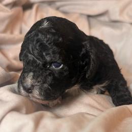 Sailor - Black and white male Cockapoo puppy in Saint Louis, Missouri from Jax Doodles