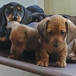 Dachshunds from Dalmar Floridachs