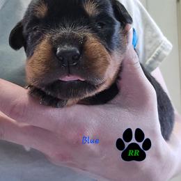 Blue - Black and mahogany male Rottweiler puppy in Tangent, Oregon from Raya's Royals