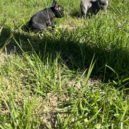 French Bulldog Puppies from Boone County Bulldogs