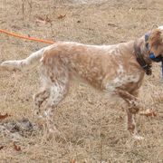 Missy - English Setter