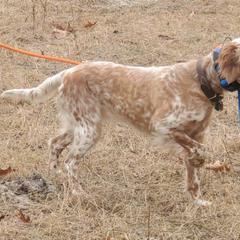 Missy - English Setter