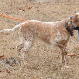 Missy - English Setter