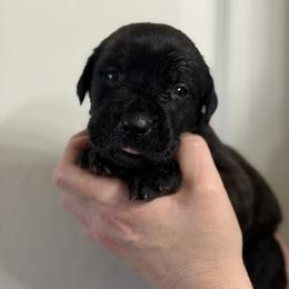 Boy 5 - Black male Cane Corso puppy in Sandia, Texas from OneTime Cane Corso