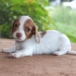 Mae Purebred DNA Tested Parents Health Certified Family Raised - Piebald female Dachshund puppy in Haines City, Florida from Divine Poodle Paradise Standard Poodles & Divine Dachshunds