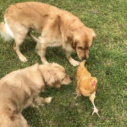 Golden Retrievers from Rose Petal Farms