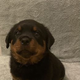 Girl 3 - Rottweiler puppy in Wrightstown, New Jersey from Aruna Rottweilers