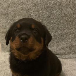 Girl 3 - Rottweiler puppy in Wrightstown, New Jersey from Aruna Rottweilers