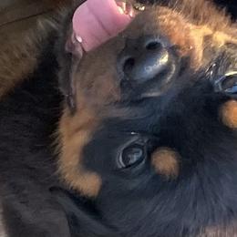 Green - Black and mahogany female Rottweiler puppy in Jacksonville, Florida from Ketelhaus Rottweilers