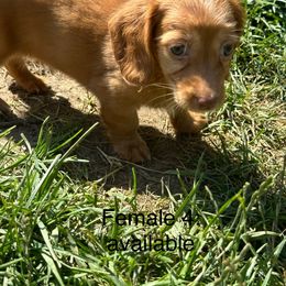 Dachshund Puppies from Sunshine’s Dachshunds