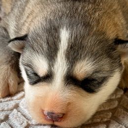 Smokey - Black tan and white male Siberian Husky puppy in Grant City, Missouri from Timberline Paws